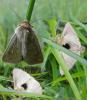 96162 – Photo : Annie Schaetzel – France (57)