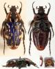 96921 – Photo : Gerard CHEMIN – Zimbabwe