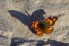 96323 – Photo : Bernard DELEFOSSE – France (30)