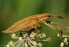 96253 – Photo : Michel Guyonvarch – France (56)