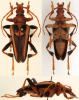 96728 – Photo : Gerard CHEMIN – Madagascar
