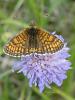 96222 – Photo : Annie Schaetzel – France (57)