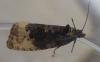 96680 – Photo : Guénael Hallart – France (02)