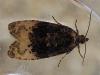 96681 – Photo : Guénael Hallart – France (02)