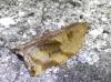 96698 – Photo : Guénael Hallart – France (02)