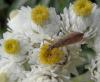 96561 – Photo : Éric Maurice – France (88)