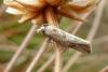 96910 – Photo : Patrick Le Mao – France (35)