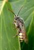 96682 – Photo : Patrick Le Mao – France (35)