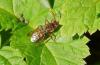 96931 – Photo : Michel Mathieu – France (14)