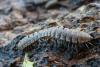 96880 – Photo : Patrick Le Mao – France (22)