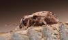 96472 – Photo : Pierre Bornand – Suisse