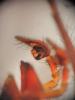 96614 – Photo : Alexanor – France (46)