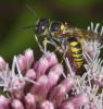 Philanthus triangulum