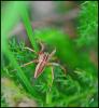 96869 – Photo : Josselyne Bayle – France (33)