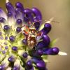 96844 – Photo : Vincent Derreumaux – France (26)