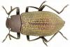 96889 – Photo : Dg. – Madagascar