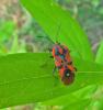 96218 – Photo : Josselyne Bayle – France (33)
