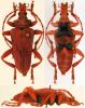 96691 – Photo : Gerard CHEMIN – Madagascar