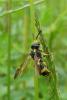 96821 – Photo : Patrick Le Mao – France (35)