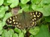 96629 – Photo : Annie Schaetzel – France (54)