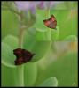 96465 – Photo : Josselyne Bayle – France (33)