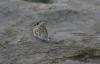 96824 – Photo : Marine Kreder – France (64)