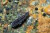 96249 – Photo : Christophe Quintin – France (21)