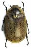96441 – Photo : Patrick BONNEAU – Madagascar