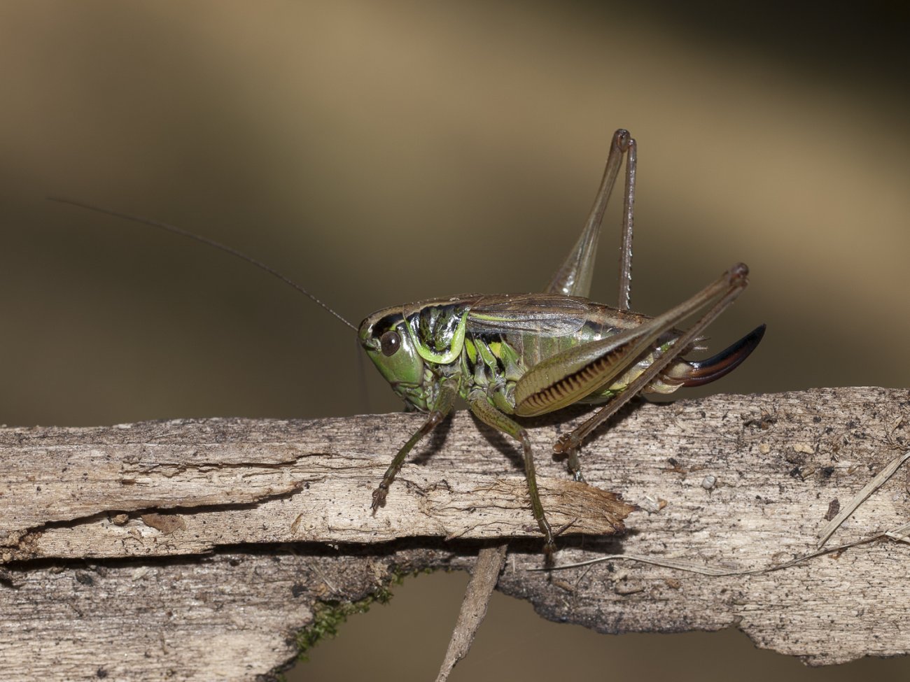 Michel Guinchard - Roeseliana roeselii - réf. 96464 (1300 x 975 pixels, 203 ko)