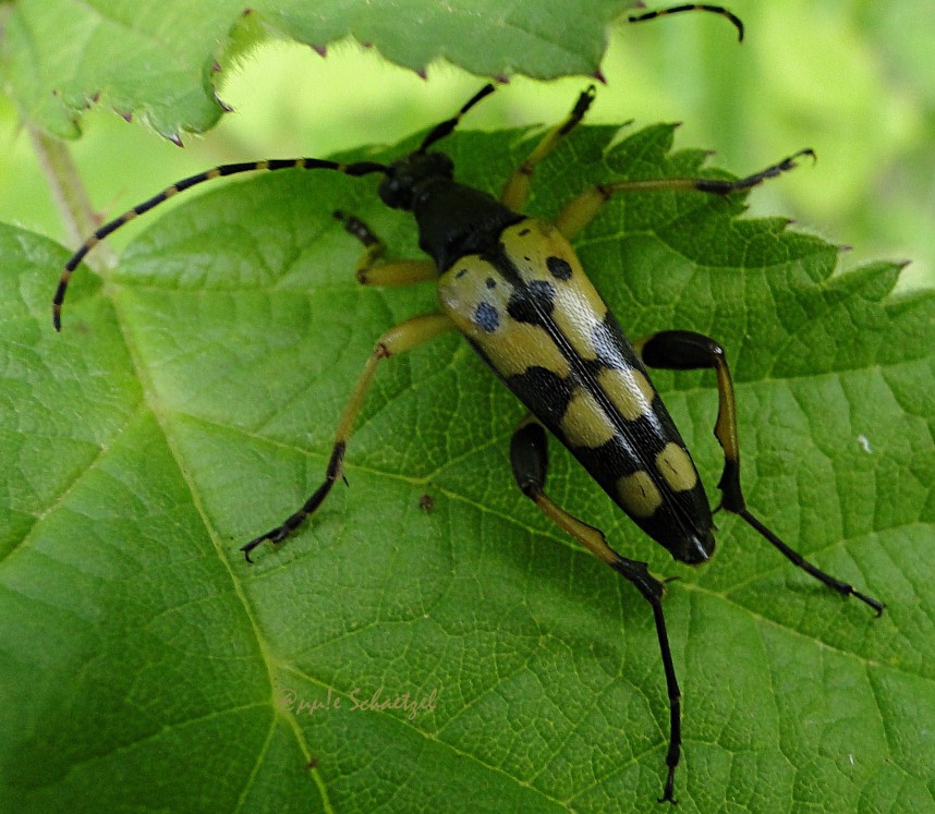 Annie Schaetzel - Rutpela maculata - réf. 96114 (858 x 747 pixels, 178 ko)