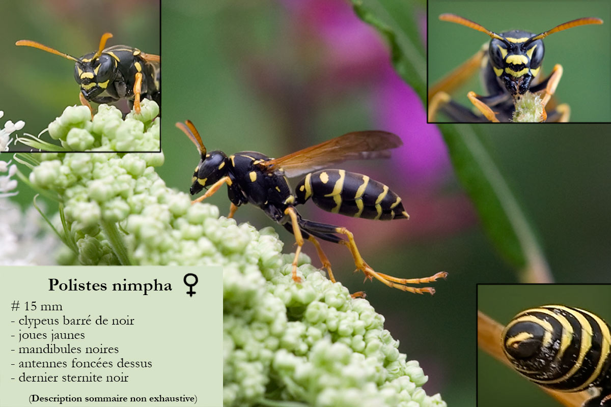 Eugène Vandebeulque - Polistes (Polistes) nimpha - réf. 96764 (1200 x 800 pixels, 152 ko)