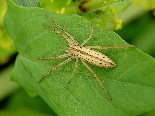 Tibellus sp.