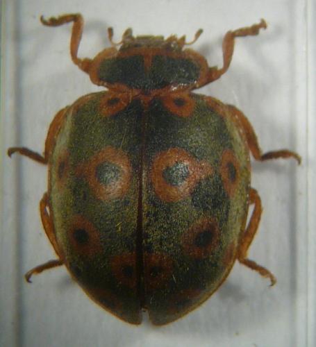 Epilachna pavonia