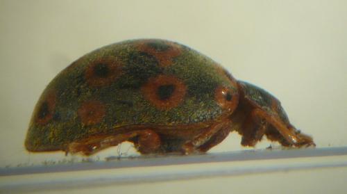 Epilachna pavonia