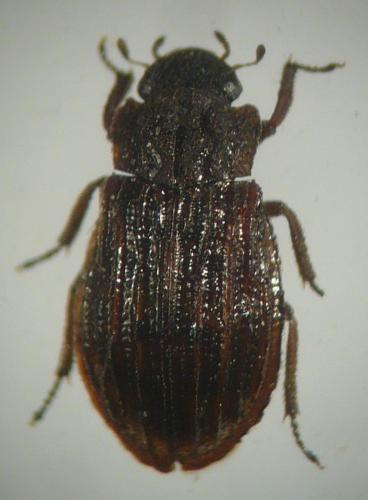 Helophorus sp.