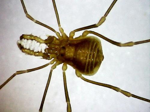 Scotolemon sp.