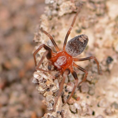 Marilynia bicolor