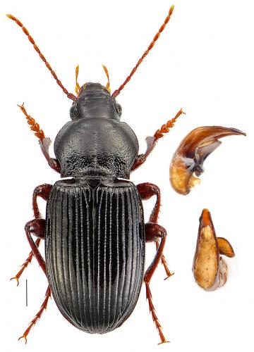 Amara puncticollis