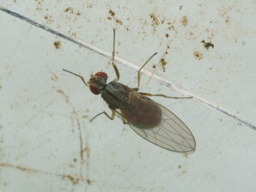 Réf. 97 224 : Scaptomyza pallida