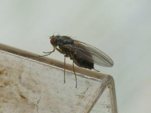 Scaptomyza pallida