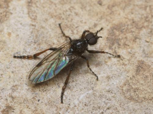 Bibio femoralis