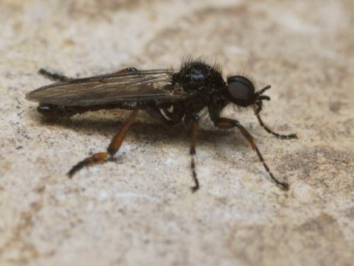 Bibio femoralis