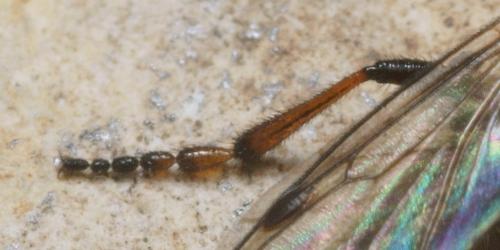 Bibio femoralis