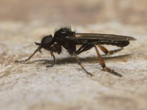 Bibio femoralis