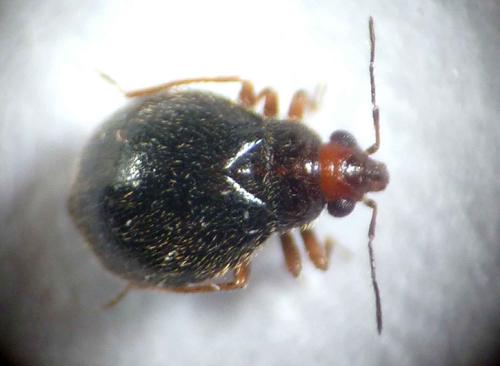 Réf. 97 380 : Loricula coleoptrata