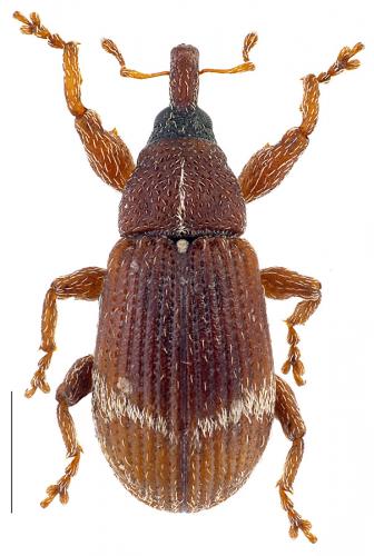 Bradybatus elongatulus