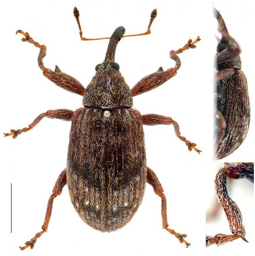 Anthonomus pomorum