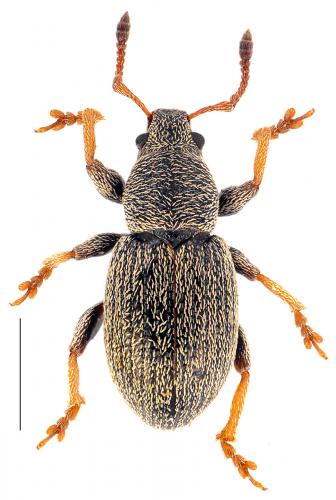 Pleurodirus aquisextanus