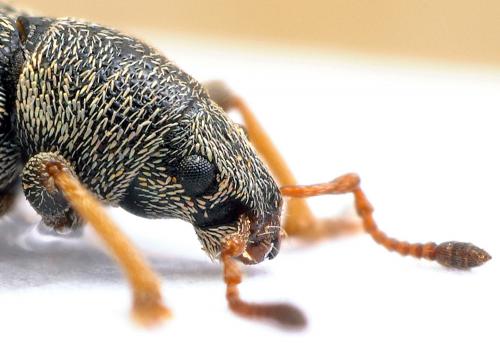 Pleurodirus aquisextanus