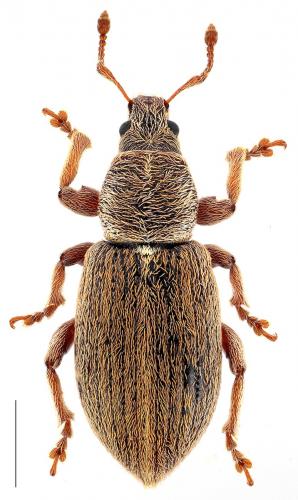 Réf. 97 709 : Polydrusus marginatus